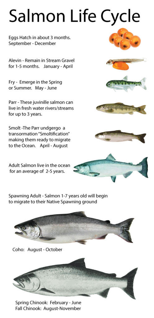 salmon-lifecycle